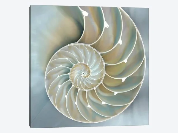 Caroline Kelly Canvas Art Prints - Nautilus in Blue II ( scenic & landscapes > Nature > Nature close-ups > Shell