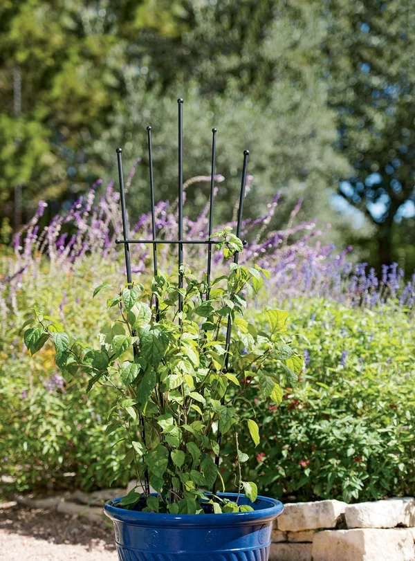 Essex Fan Trellis - 57 - Gardener&s Supply Company