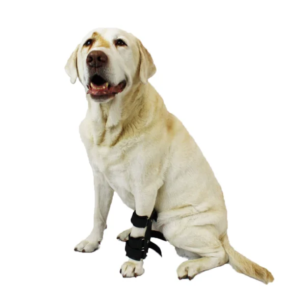 Walkin& Pet Splint for Dogs, Canine Carpal Style Front Leg Medium