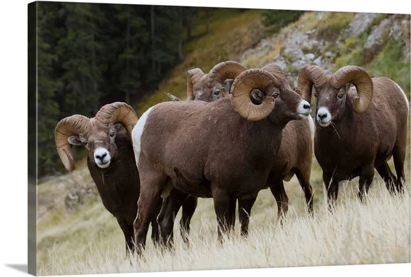 Rocky Mountain - Bighorn Sheep, Rams, Canvas Wall Art, 24x16, Great Big Canvas