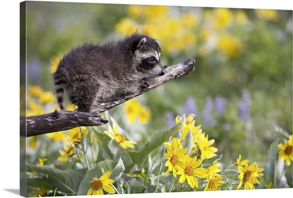 Baby Raccoon in Captivity, Animals of Montana, Bozeman, Montana, Large Solid-Faced Canvas Wall Art Print, Great Big Canvas