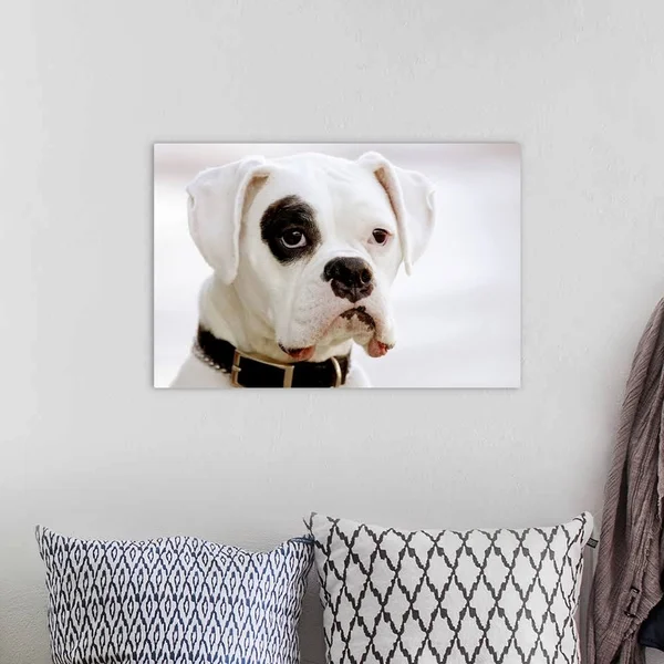 White Boxer Dog, Canvas Wall Art, 24x16, Great Big Canvas