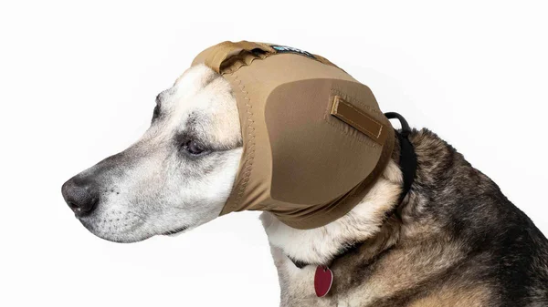 Rex Specs Ear Pro