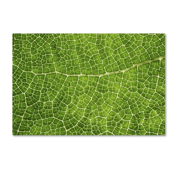 Trademark Fine Art 'Green Leaf Texture' Canvas Art by Cora Niele - Size: 22 x 32