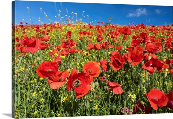 Spain - Andalusia, A Field of Bright and Cheerful Red Poppy Wildflowers, Canvas Wall Art, 24x16, Great Big Canvas