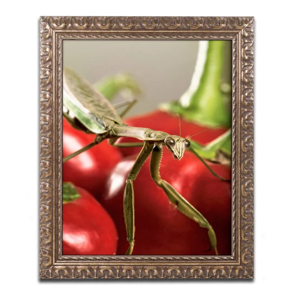 Trademark Fine Art Praying Mantis & Pepper 2 inch Canvas Art by Jason Shaffer, Gold Ornate Frame, Size: 16 x 20