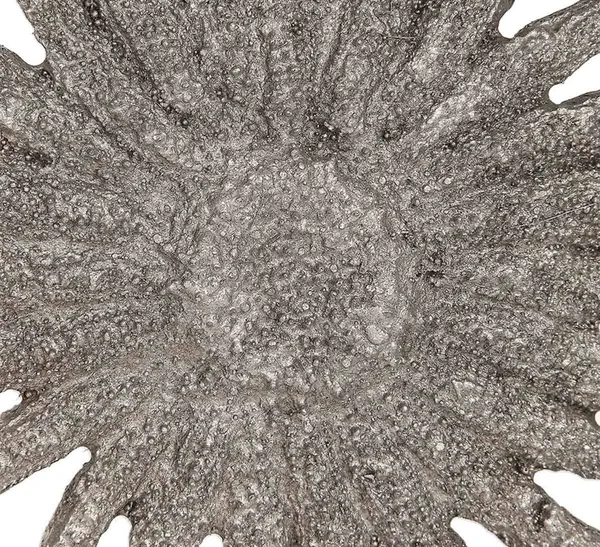 Uttermost - 18618 Sunflower Starfish Sculptures (Set of 3)