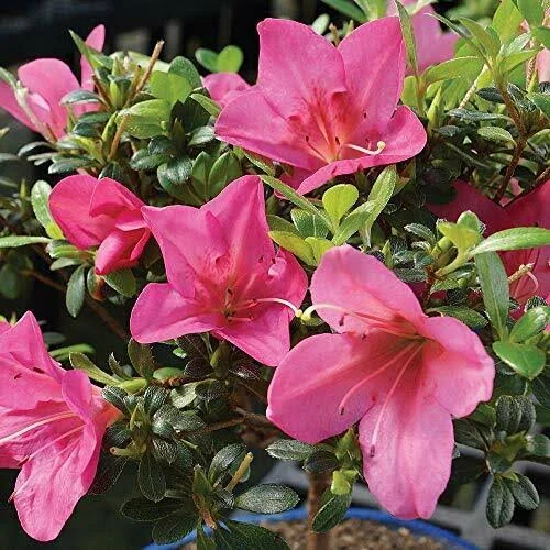Brussel&s Bonsai Live Satsuki Azalea Outdoor Bonsai Tree in Zen Reflections Pot