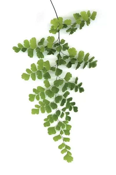Framed Canvas Art (White Floating Frame) - Green Maidenhair by Lexie Greer ( Seasons > Spring art)