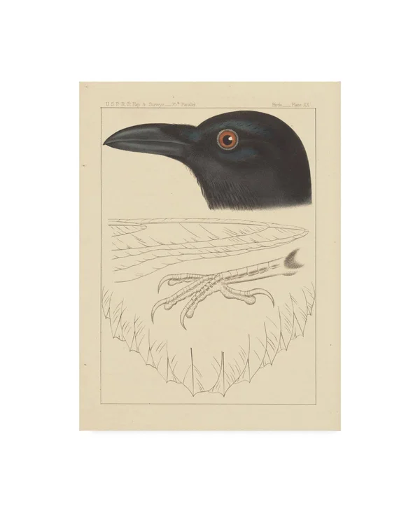 Trademark Art Wild Apple Portfolio 'Bird Prints II' Canvas Art