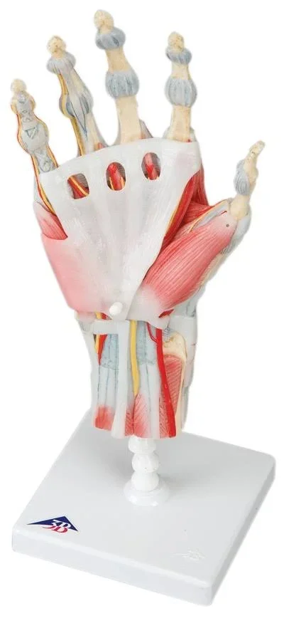 Fabrication Enterprises - 12-4522 - Anatomical Model - Hand Skeleton with Removable Ligaments & Muscles, 4-Part - each