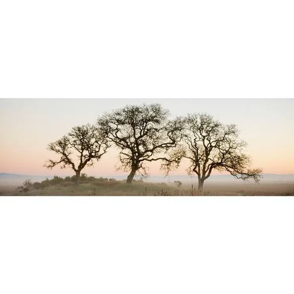 Easy Art Prints Alan Blaustein's 'Oak Tree #30' Premium Canvas Art - 8 x 24 - Classic Black Frame